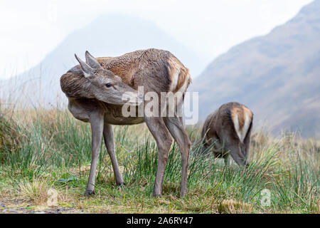 Close up Portrait von Rehe grasen im schottischen Hochland mit Neblig verschwommen Berg im Hintergrund. Tiere in freier Wildbahn. Hell, high key Bild des britischen Stockfoto
