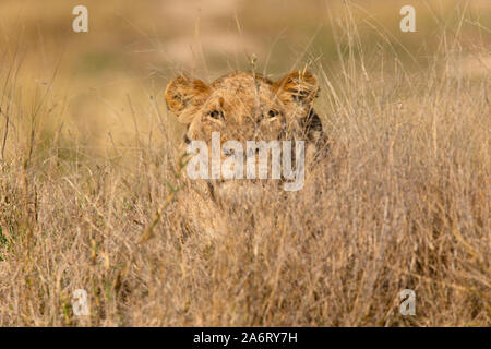 Löwin (Panthera leo) stalking Raub, Sabi Sands, Krüger Nationalpark, Südafrika Stockfoto