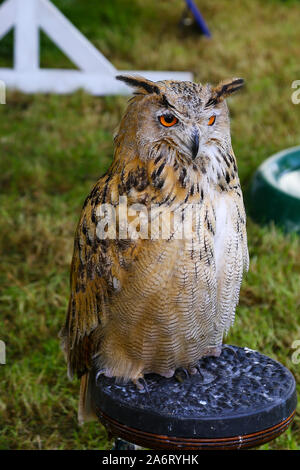 Eine captive Westsibirischen Uhu (Bubo bubo sibiricus) auf Anzeige an Chatsworth Spiel oder Country Fair, Chatsworth House, Derbyshire, England, Großbritannien Stockfoto