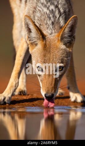 Black-backed Jackal (Canis mesomelas) trinken, Head shot, karongwe Game Reserve, Limpopo, Südafrika Stockfoto