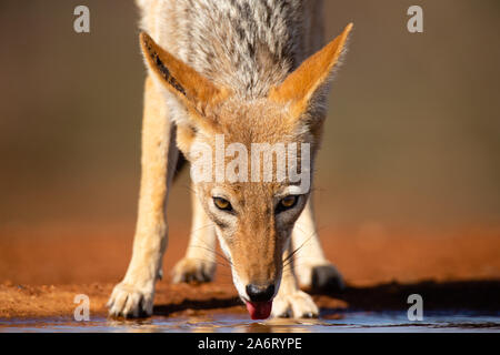 Black-backed Jackal (Canis mesomelas) trinken, Head shot, karongwe Game Reserve, Limpopo, Südafrika Stockfoto