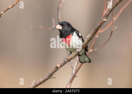 Männliche rose-breasted Grosbeak in Nordwisconsin. Stockfoto