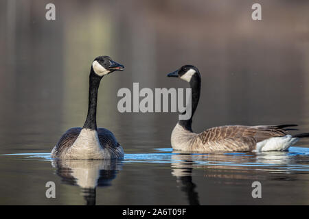 Paar Kanada Gänse schwimmen im nördlichen Wisconsin See. Stockfoto