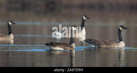 Kanada Gänse schwimmen im nördlichen Wisconsin See. Stockfoto