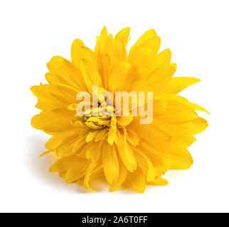 Gelbe Dahlie Blume auf weißem Hintergrund Stockfoto