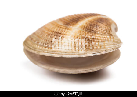 Clam auf weißem Hintergrund öffnen Stockfoto