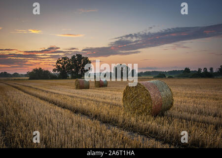 Kreise von Heu auf dem Feld nach der Heuernte, Abendhimmel Stockfoto