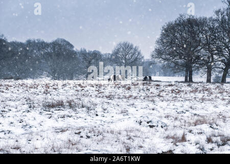 Schwarze und weiße Kühe im Richmond Park an einem verschneiten Wintertag. Richmond Park ist der größte Park der königlichen Parks in London. Stockfoto