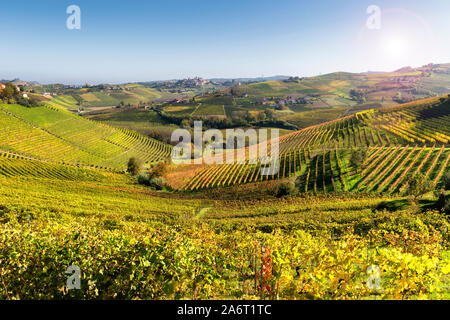 Langhe Weinberge von Barbaresco im Herbst, Piemont, Italien. Stockfoto