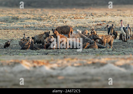 Tüpfelhyäne Crocuta crocuta - mehrere Hyänen und Geier Fütterung auf die toten Elefanten im Schlamm, Mana Pools in Simbabwe. Stockfoto