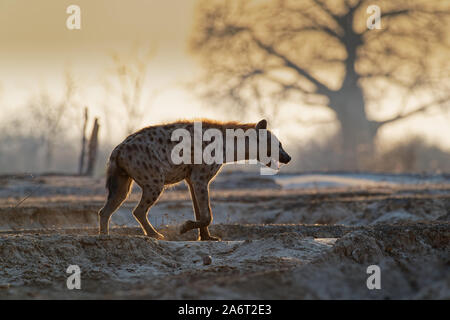 Tüpfelhyäne Crocuta crocuta - nach den Mahlzeiten gehen in den Park. Schönen Sonnenuntergang in Mana Pools. Simbabwe, sieht aus wie aus der Hölle. Stockfoto