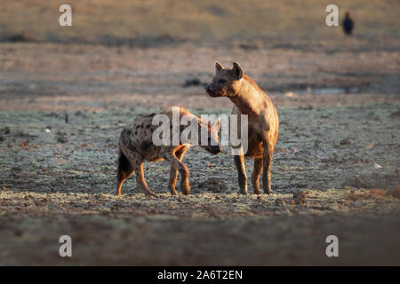 Tüpfelhyäne Crocuta crocuta - nach den Mahlzeiten gehen in den Park. Schönen Sonnenuntergang in Mana Pools. Simbabwe, sieht aus wie aus der Hölle. Stockfoto