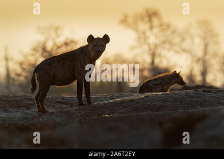 Tüpfelhyäne Crocuta crocuta - nach den Mahlzeiten gehen in den Park. Schönen Sonnenuntergang in Mana Pools. Simbabwe, sieht aus wie aus der Hölle. Stockfoto