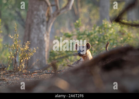 Tüpfelhyäne Crocuta crocuta - nach den Mahlzeiten gehen in den Park. Schönen Sonnenuntergang in Mana Pools. Simbabwe, sieht aus wie aus der Hölle. Stockfoto