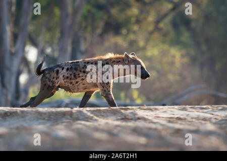 Tüpfelhyäne Crocuta crocuta - nach den Mahlzeiten gehen in den Park. Schönen Sonnenuntergang in Mana Pools. Simbabwe, sieht aus wie aus der Hölle. Stockfoto