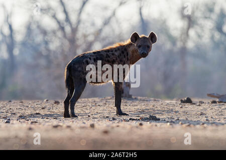 Tüpfelhyäne Crocuta crocuta - nach den Mahlzeiten gehen in den Park. Schönen Sonnenuntergang in Mana Pools. Simbabwe, sieht aus wie aus der Hölle. Stockfoto