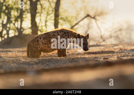 Tüpfelhyäne Crocuta crocuta - nach den Mahlzeiten gehen in den Park. Schönen Sonnenuntergang in Mana Pools. Simbabwe, sieht aus wie aus der Hölle. Stockfoto
