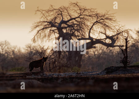 Tüpfelhyäne Crocuta crocuta - nach den Mahlzeiten gehen in den Park. Schönen Sonnenuntergang in Mana Pools. Simbabwe, sieht aus wie aus der Hölle. Stockfoto