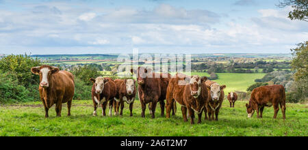 Eine schöne herbstliche ländliche Szene der braune und weiße Kühe von Beweidung, um zu sehen, wer sich durch das Tor auf ihre üppigen grünen Feld, langen Blick Stockfoto