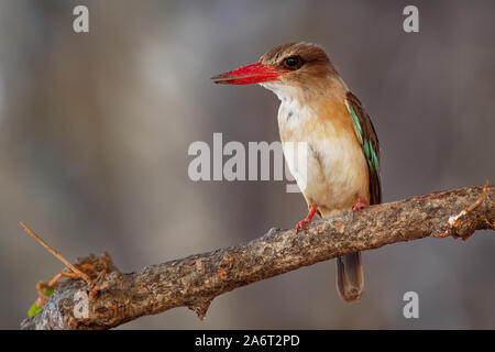 Braun - hooded Kingfisher - Halcyon rot albiventris abgerechnet Vogel mit brouwn und Blau zurück aus Afrika südlich der Sahara, leben in Wäldern, Heide, Wald Stockfoto