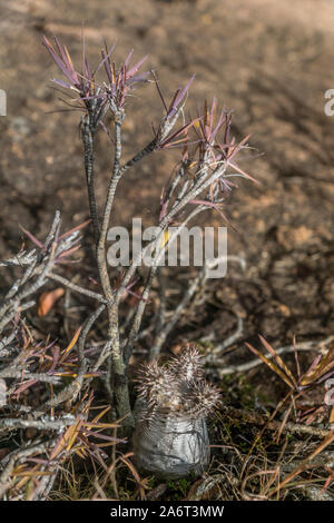 Anzeigen von Tsaranoro Tal, zentrale Hochland von Madagaskar. Stockfoto