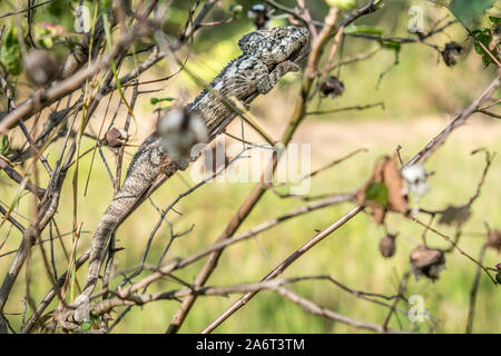 Anzeigen von Tsaranoro Tal, zentrale Hochland von Madagaskar. Stockfoto