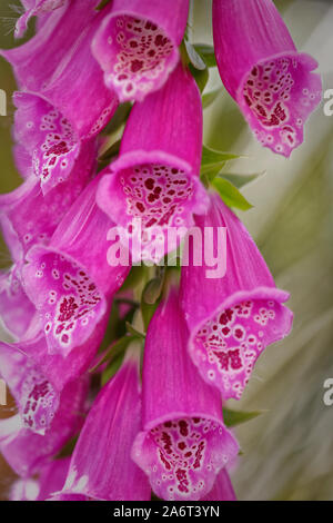 Lila gemeinsame Fingerhut (Digitalis purpurea Alba) im Frühsommer wächst in West Sussex, England, UK. Stockfoto