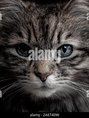 Porträt einer Tabby Katze Stockfoto