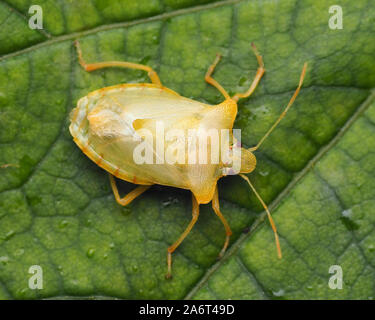 Dorsalansicht Der teneral Wald Shieldbug (Pentatoma rufipes) auf Ahorn Blatt. Kerry, Irland Stockfoto
