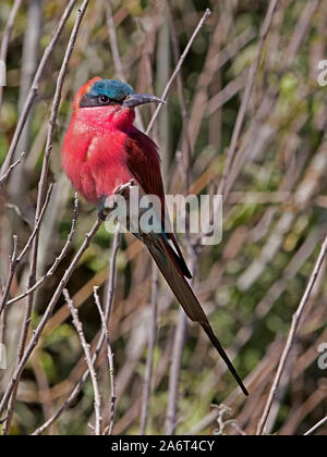 Südliche carmine Bee-eater gehockt Stockfoto