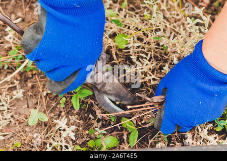 Gartenarbeit auf Bauernhof im Herbst oder Frühjahr. Gärtner schneidet trockenen Zweigen von Baum-, Reb- und Gartenscheren. Schneiden von Büschen. Stockfoto