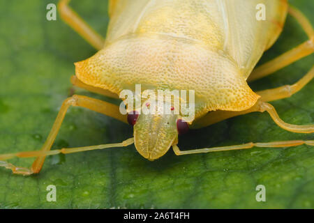 Frontalansicht des teneral Wald Shieldbug (Pentatoma rufipes) auf Ahorn Blatt. Kerry, Irland Stockfoto