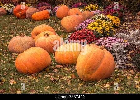 Kürbisse und Blumen bereit für Halloween Stockfoto