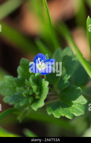 Katzenaugen Blumen, Veronica chamaedrys Stockfotografie Alamy