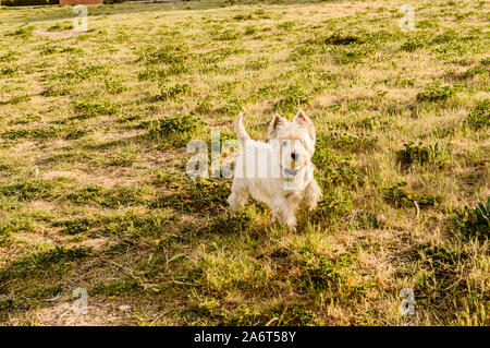 West Highland White Terrier in Field Day in Alcala de Henares. März 19, 2019. Alcala De Henares Spanien MAdrid Europa. Reisen Tourismus Street Ph Stockfoto