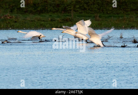 Eine Gruppe von gehören Singschwan (Cygnus Cygnus) Weg von Wasser bei Lakenheath Fen, Sufflolk Stockfoto