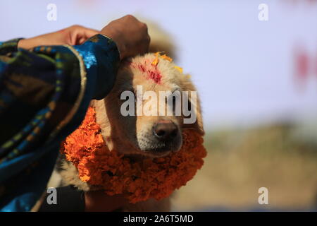 Kukur Tihar (Hund Festival) feiern in Kathmandu während des Tihar Festival im 27. Okt. 2019. Stockfoto