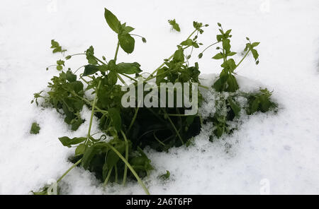 Das Gras unter dem Schnee. Herbst Frost. Grüne Blumen im weißen Schnee. Stockfoto