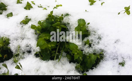 Das Gras unter dem Schnee. Herbst Frost. Grüne Blumen im weißen Schnee. Stockfoto