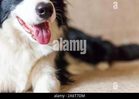 Hund Nase hautnah. Lustige Portrait von niedlichen smilling Welpe Hund Border Collie auf der Couch. Neue schöne Mitglied der Familie kleiner Hund zu Hause sitzen und warten. Heimtiere und Tiere Konzept Stockfoto