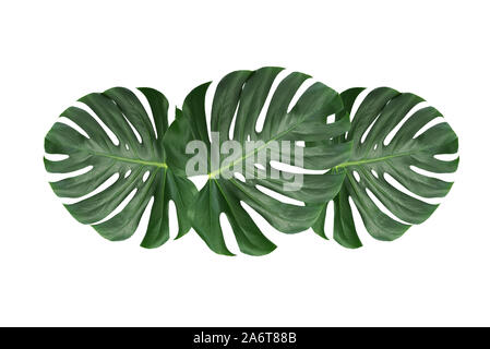 Grüne Blätter eines tropischen Blume monstera auf weißem Hintergrund ohne Schatten (Details). Stockfoto