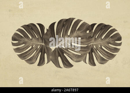 Das zusammengesetzte Bild im Retro Stil eines tropischen monstera Blätter auf einem Grunge vintage Hintergrund. Stockfoto