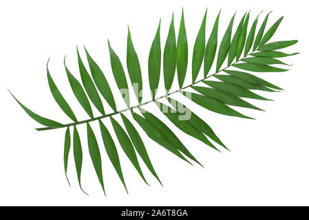 Grüne Blätter der Palme auf weißem Hintergrund Stockfoto