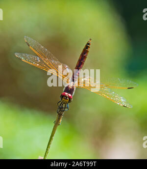 Closeup Makro Detail von Red Eyed dragonfly Pachydiplax longipennis auf die Bedienhebel in Feld Wiese Stockfoto