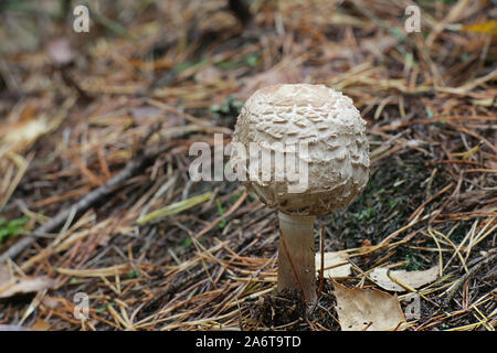 Chlorophyllum Olivieri, ehemals Macrolepiota Olivieri, wie Safran-schirmpilz bekannt, wilde essbare Pilze aus Finnland Stockfoto