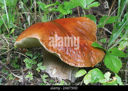 Boletus edulis, bekannt als Penny bun, Cep, porcino oder Steinpilze, wilde essbare Pilze aus Finnland Stockfoto