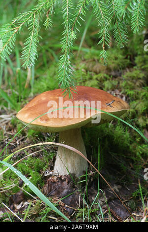 Boletus edulis, bekannt als Penny bun, Cep, porcino oder Steinpilze, wilde essbare Pilze aus Finnland Stockfoto