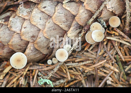 Baeospora myosura, wie conifercone Gap genannt, wächst aus einer Fichte Kegel in Finnland Stockfoto