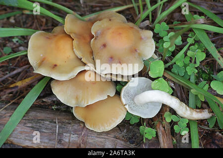 Hypholoma capnoides, der nadelbaum Büschel Pilze, wild wachsenden in Finnland Stockfoto