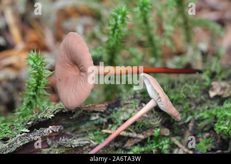 Mycetinis scorodonius, wie der Knoblauch - duftender Pilz oder Vampire bane bekannt, wild wachsenden in Finnland Stockfoto